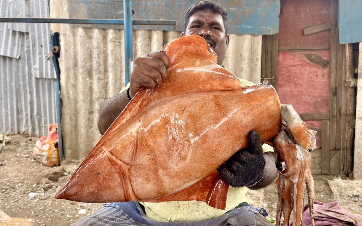 印度代杀鱼刀哥,帮客户宰杀30多斤的巨型鱿鱼,见识一下专业手法