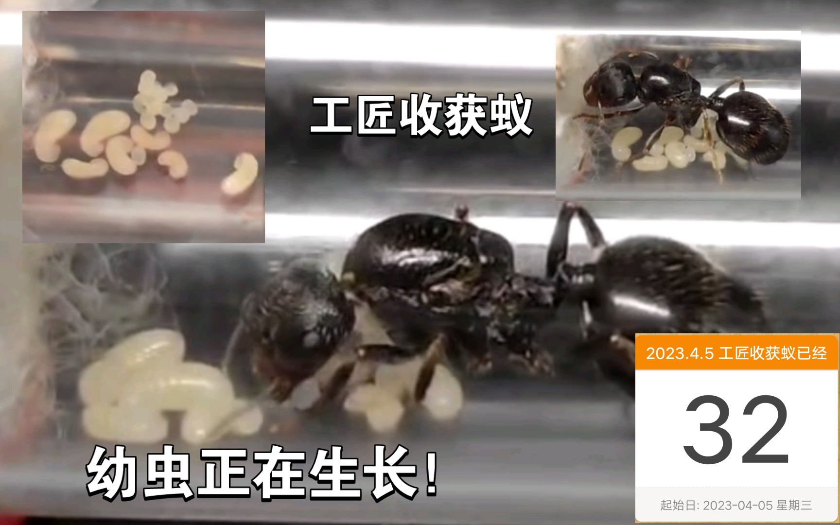 工匠收获蚁·第32天:幼虫大生长!期待化蛹!