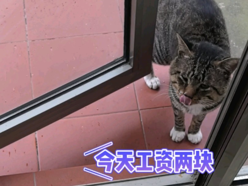 猫王说下雨天工资两块,要加工资吗?哔哩哔哩bilibili