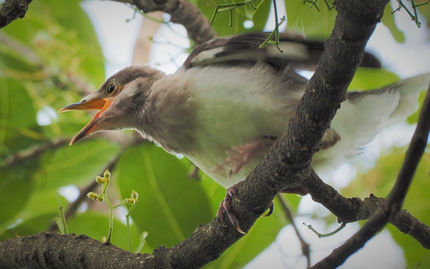 黑领椋鸟幼鸟边打盹边等待亲鸟回来喂食_哔哩哔哩_bilibili