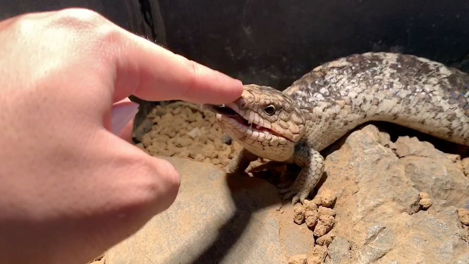 西部 松果石龙子