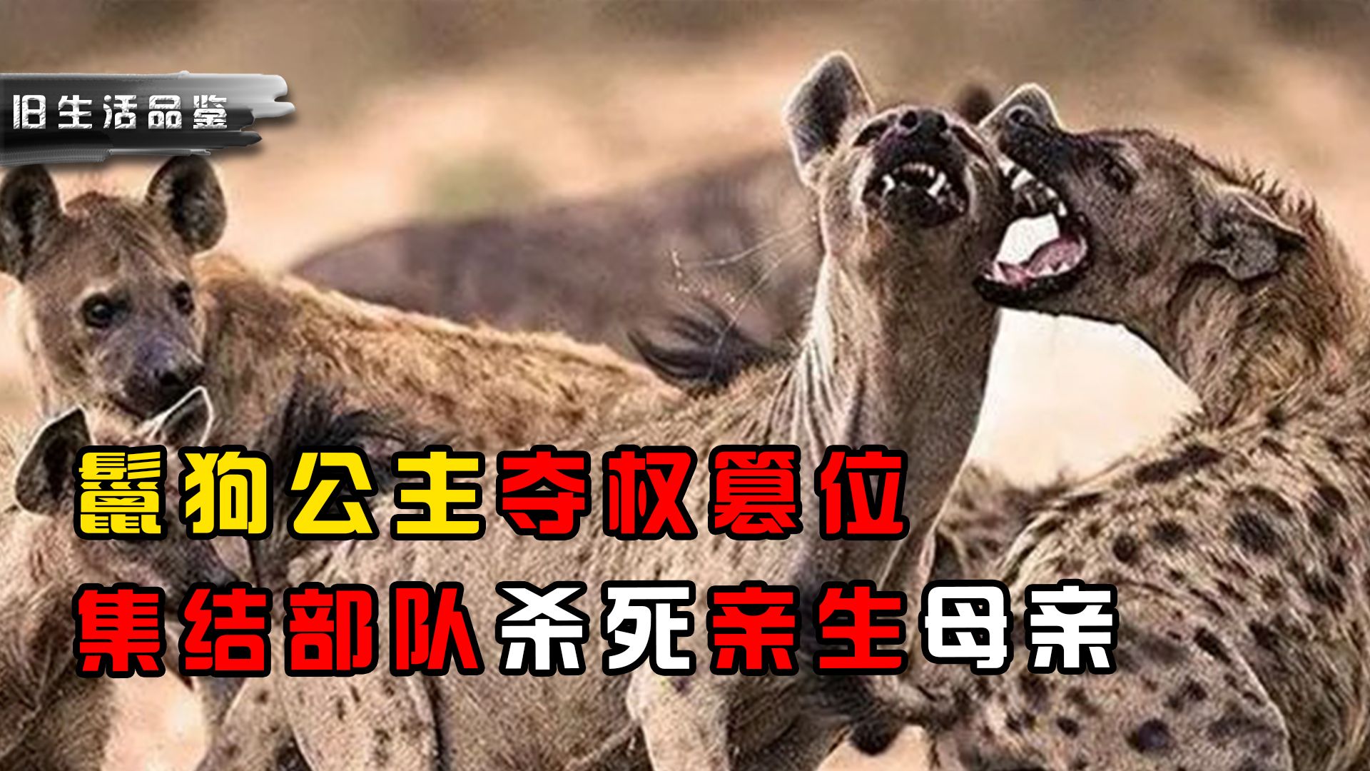 鬣狗公主夺权篡位,集结部队杀死亲生母亲,女王头颅都被扯下来了