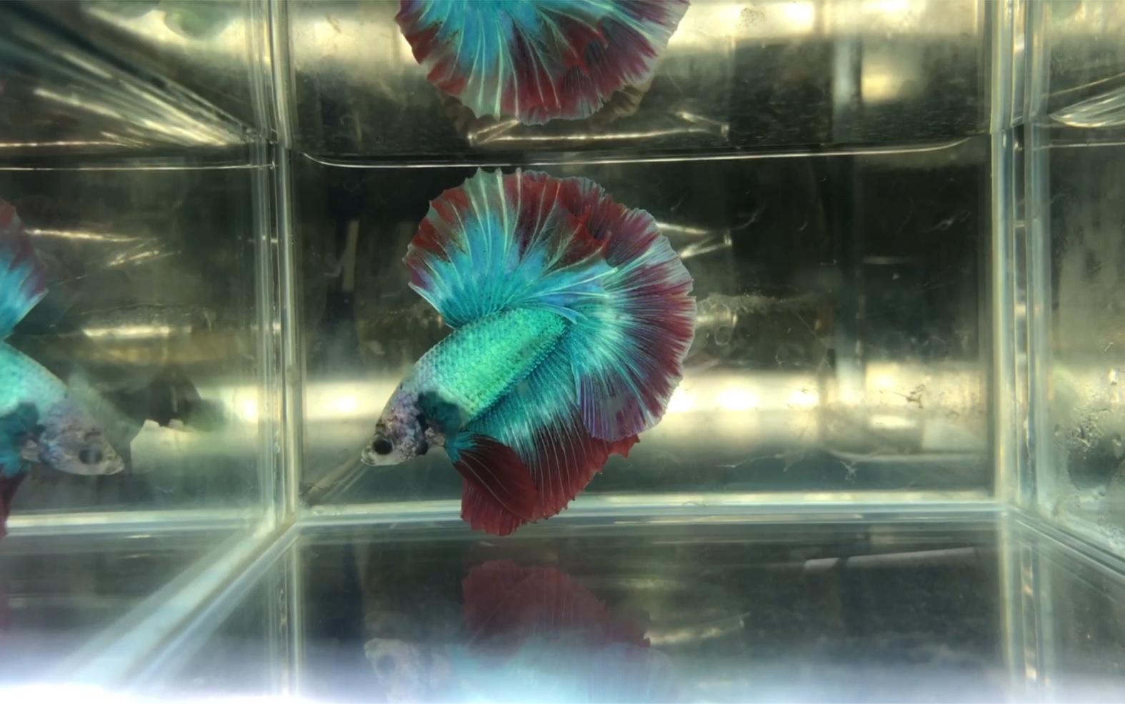 斗鱼 蜡彩_哔哩哔哩_bilibili