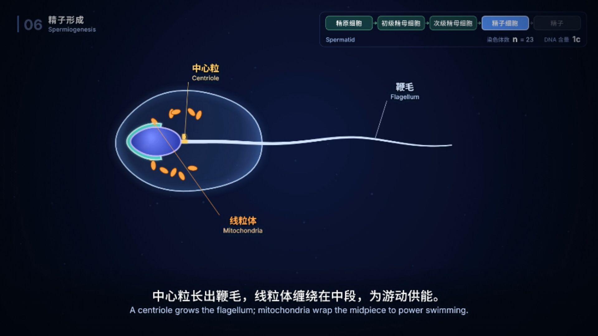 精子是怎么形成的