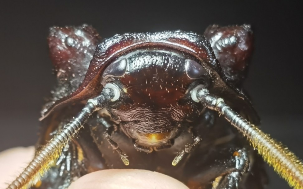 马岛蟑螂种群新添猛将