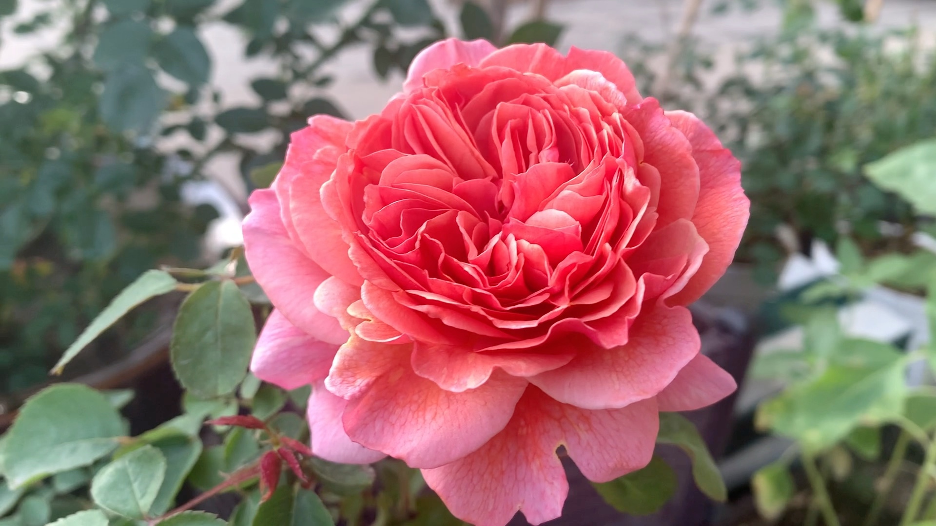 小众月季-香织装饰.