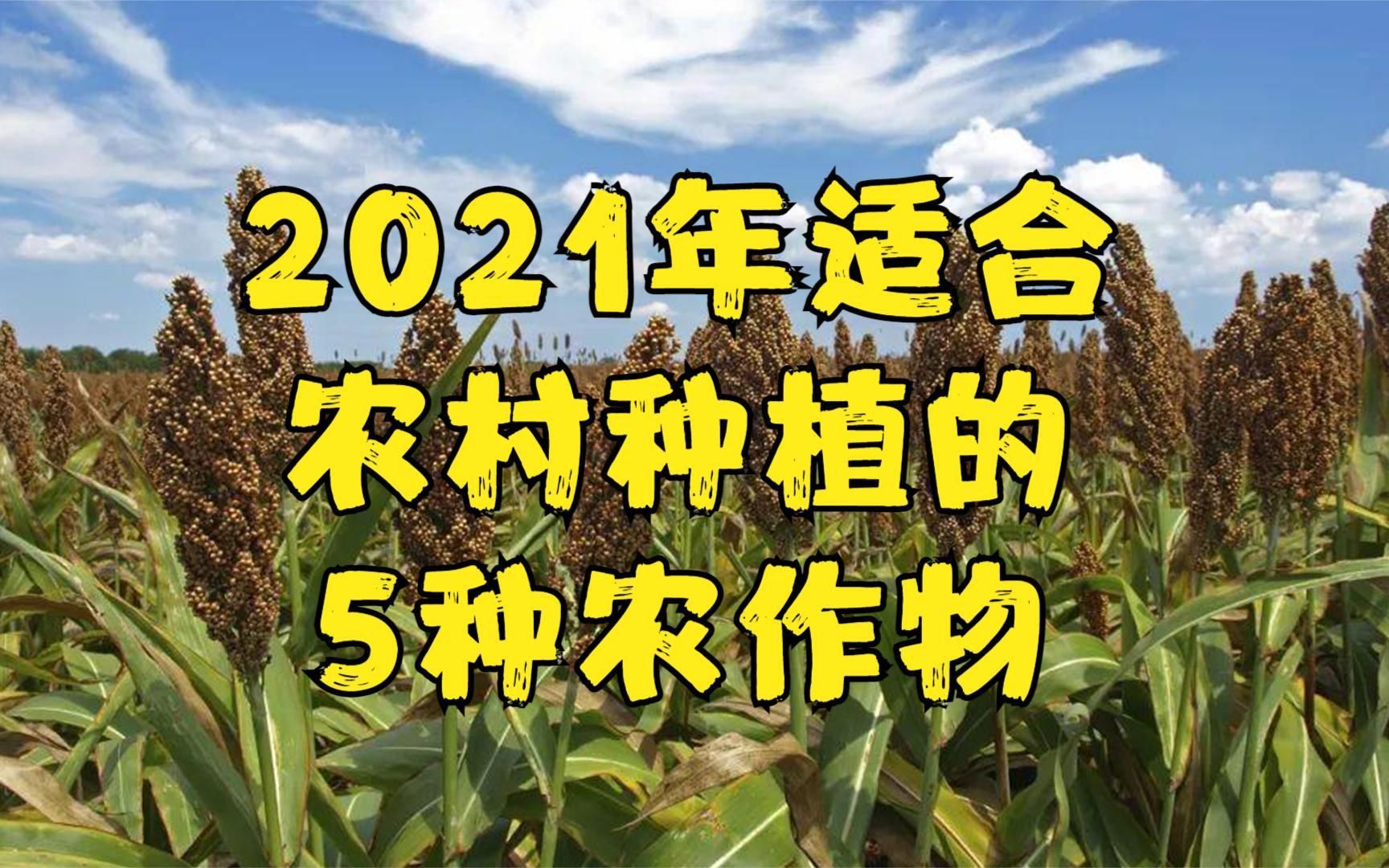 2021年适合农村种植的5种农作物,成本低回报高!快来看看别错过哔哩哔哩bilibili