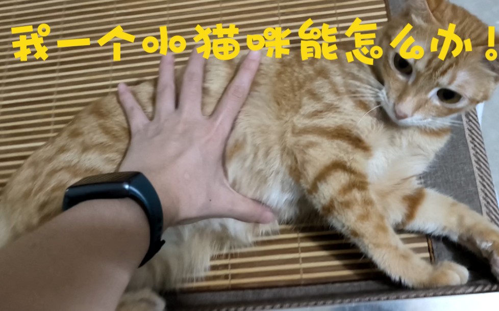 [图]问我盘猫为什么这么顺溜？无他，唯手熟尔！