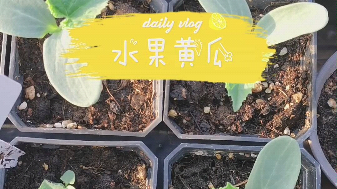 水果黄瓜长多高才结果