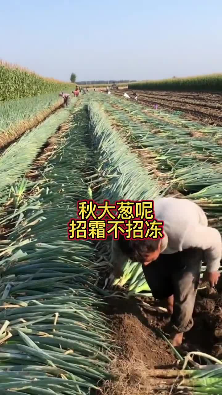 秋大葱最晚什么时间起最合适哔哩哔哩bilibili