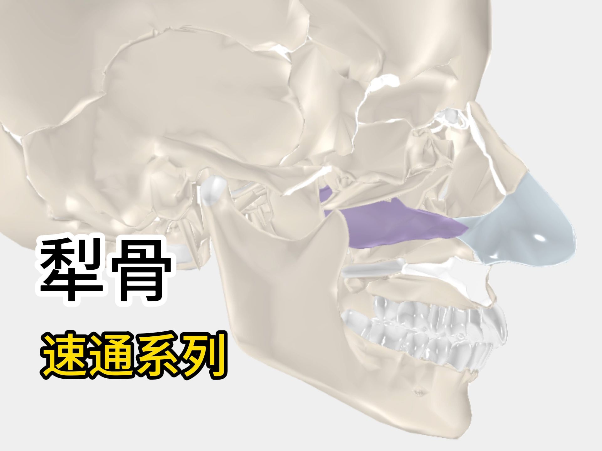 速通系列~犁骨