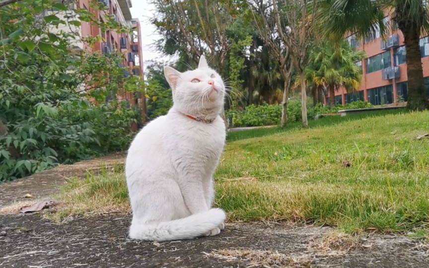 成大的学术小猫猫们,每天都会出没在图书馆教学楼附近来“学习”,被好心人投喂都长得胖乎乎的呢,希望它们暖暖过冬哔哩哔哩bilibili