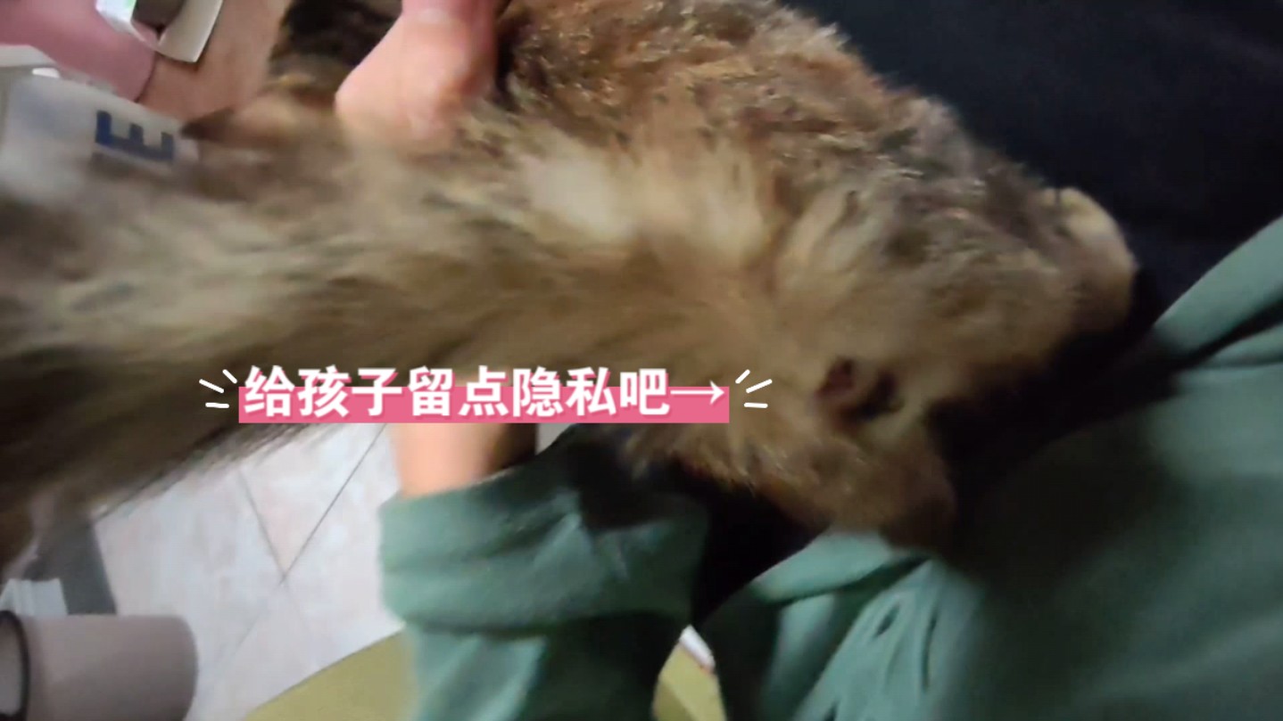 什么样的小猫会在到家的第二天就上人的身上踩奶啊