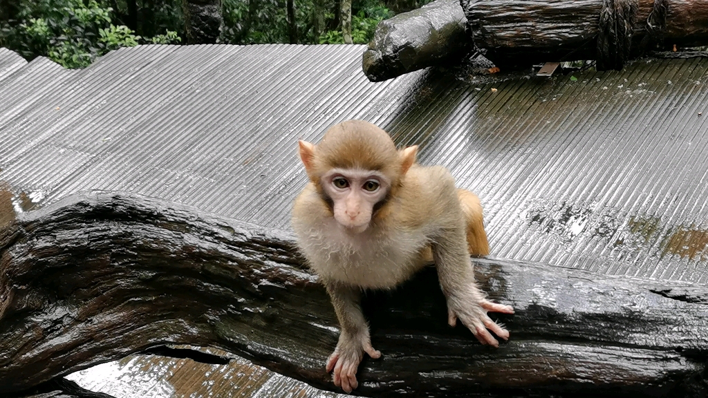 可爱的萌猴宝宝