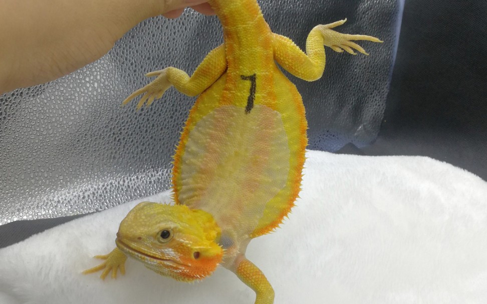 繁育柑橘鬃狮蜥,我们是认真的!