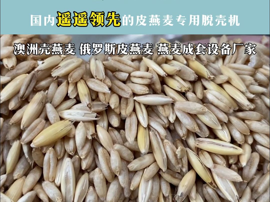 俄罗斯皮燕麦专用脱壳机 澳洲壳燕麦去壳设备 智能大型燕麦脱壳机