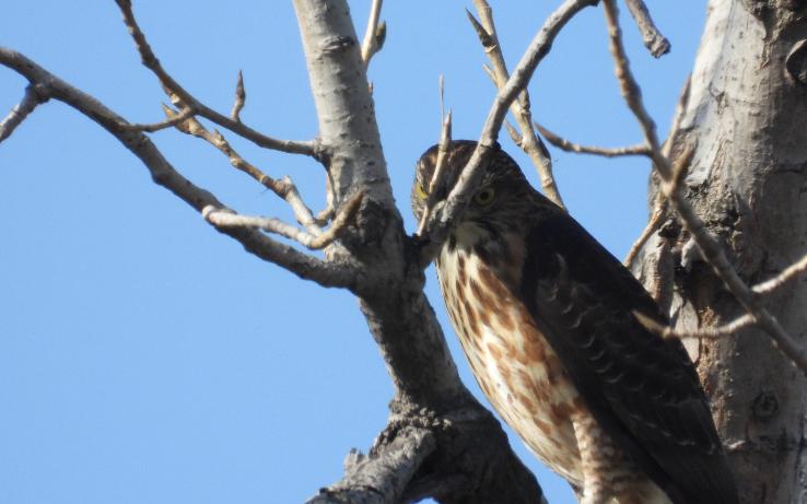 帅气的鹰,死亡凝视