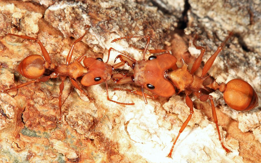 武装毒针蚁捕食面包虫 daceton armigerum_哔哩哔哩 (゜-゜)つロ 干杯