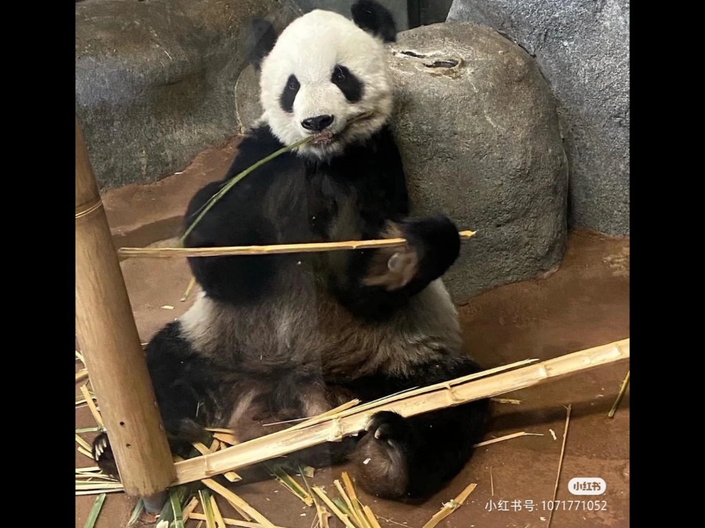 大熊猫乐乐的一些照片