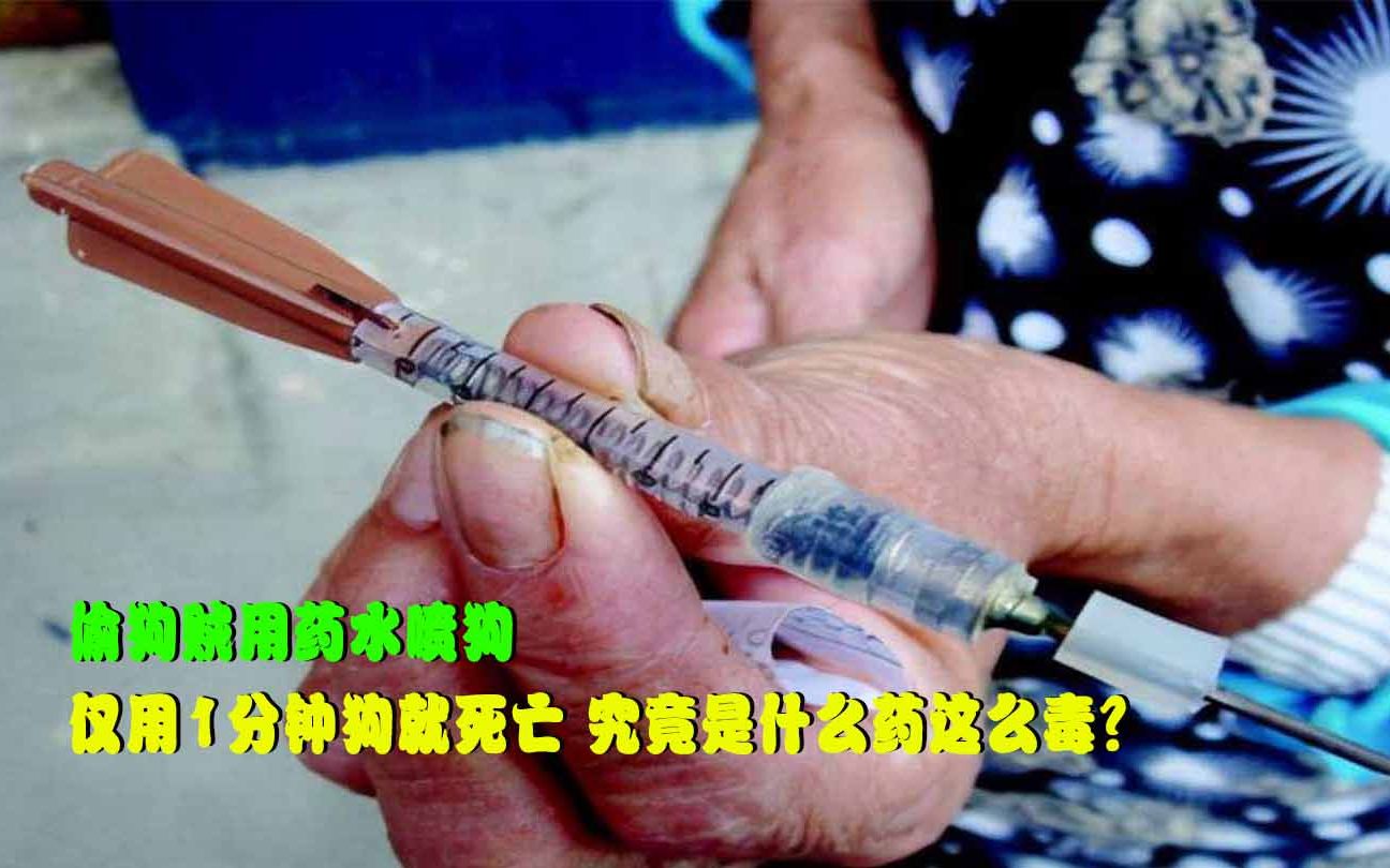 偷狗贼用药水喷狗,仅用1分钟狗就死亡,究竟是什么药这么毒?哔哩哔哩bilibili