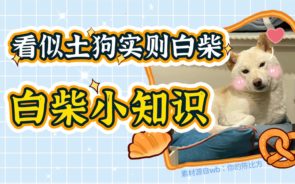 稀有物种?白色柴犬背后的小秘密来了!哔哩哔哩bilibili