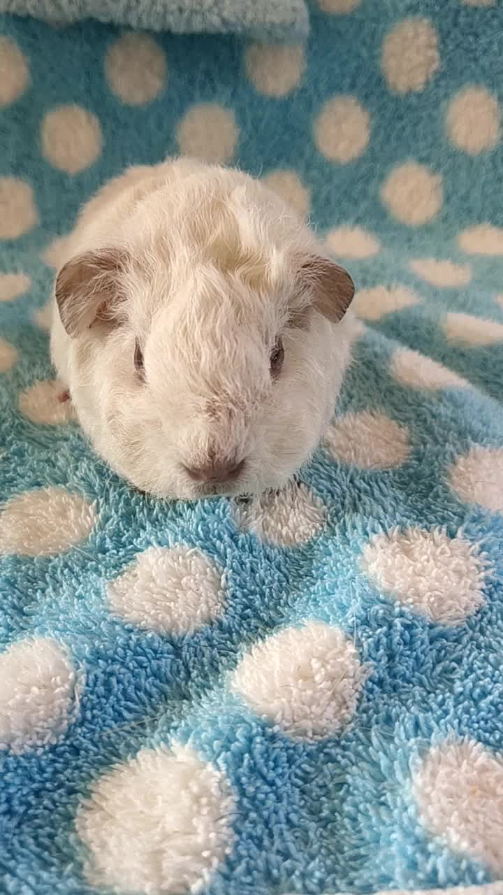 短脸型加州基因无旋泰迪纯白荷兰猪垂耳朵mm,荷兰猪豚鼠1个月10多天