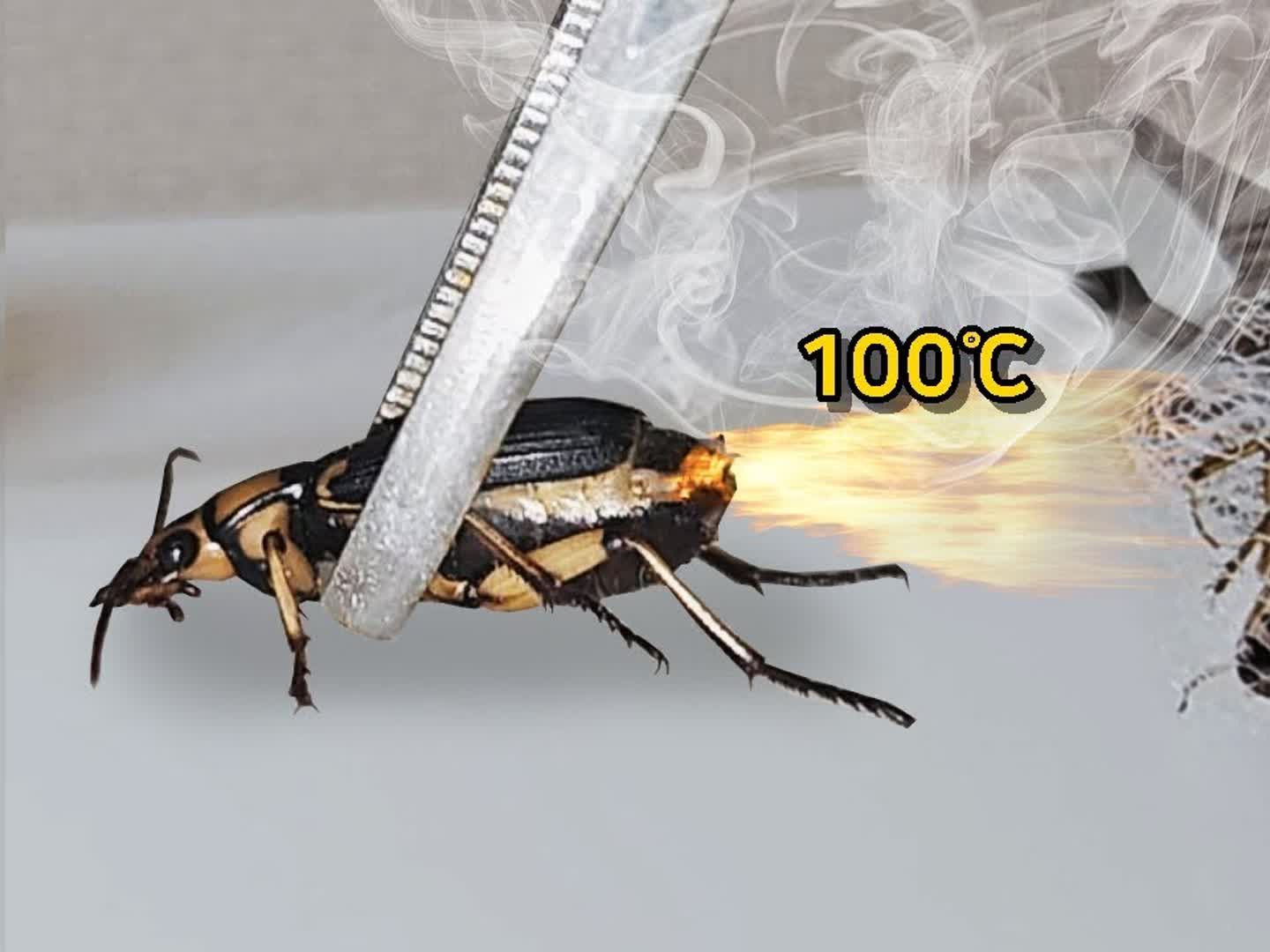 遇到这种放屁甲壳虫,你可得注意危险!它发射100℃炸弹毒气