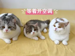 Download Video: 猫猫集体等开空调