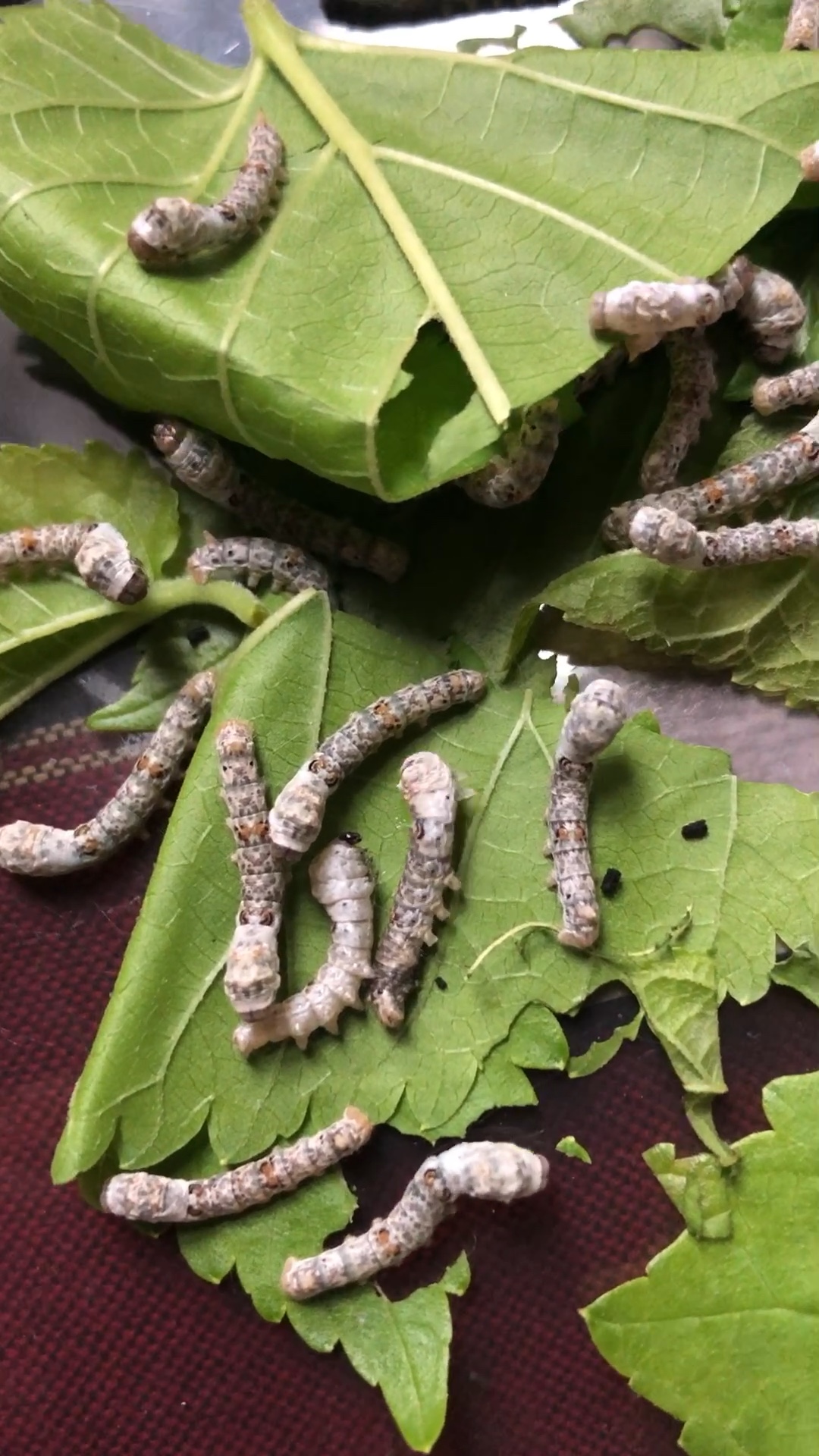 蚕宝宝出二眠啦[嘘声][鸡腿][干杯]