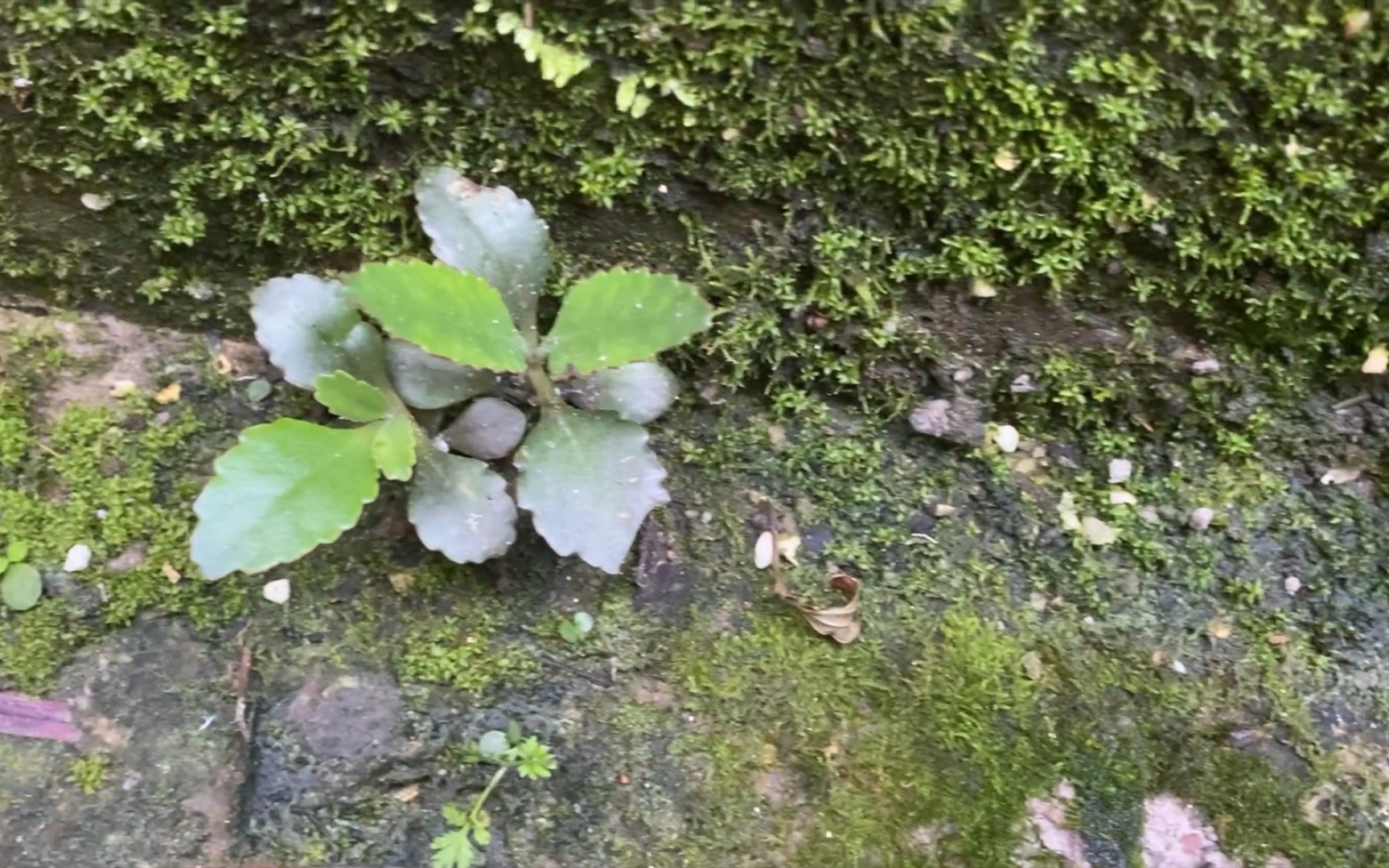 [图]石头缝里长出的植物～落地生根，名副其实呀