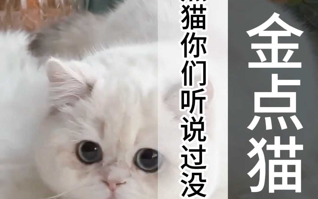 金点猫你们听说过没有?哔哩哔哩bilibili