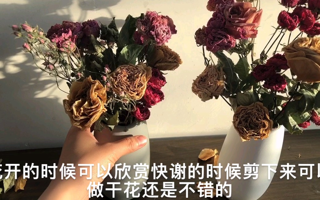 【干花制作】阳台月季花败后剪下来自制干花,悬挂风干插在花瓶里美美的哔哩哔哩bilibili