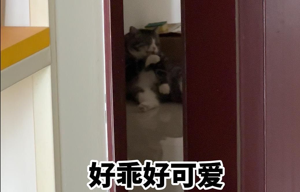 网络小肥猫和现实小肥猫的差别哔哩哔哩bilibili