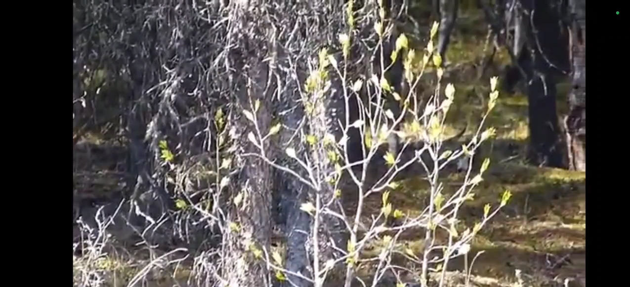 熊罴怪(北美分部)斩杀多佛恶魔