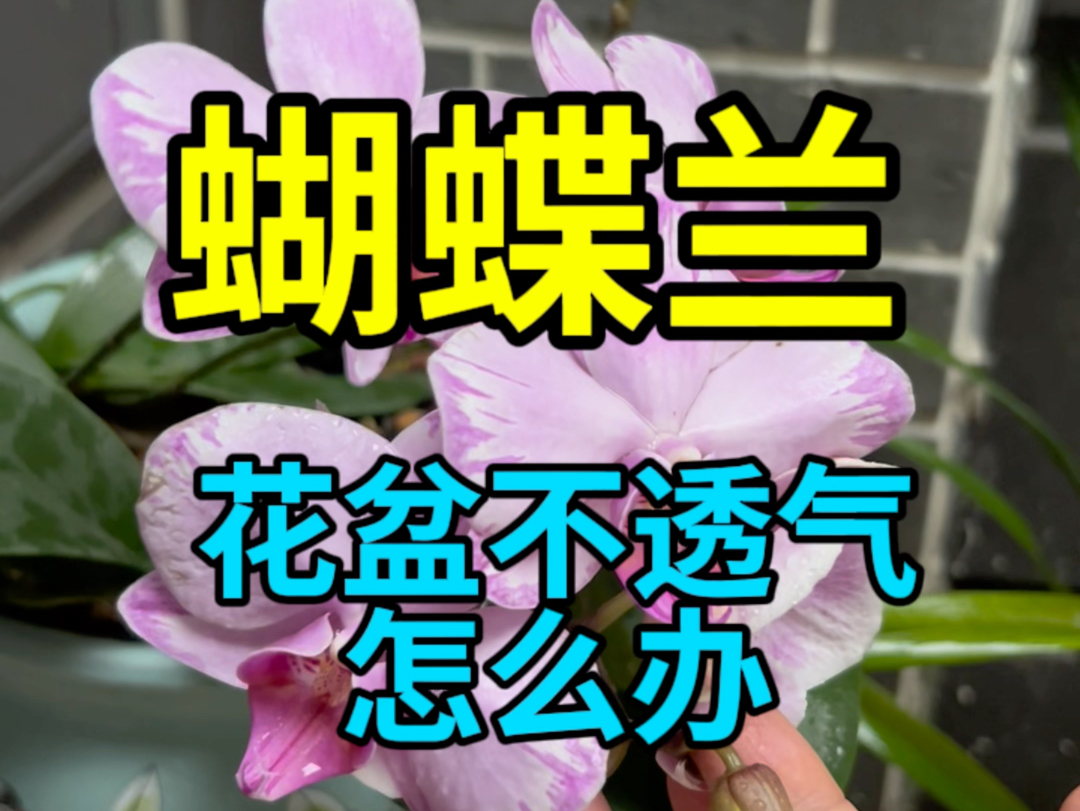 蝴蝶兰花盆不透气怎么办哔哩哔哩bilibili