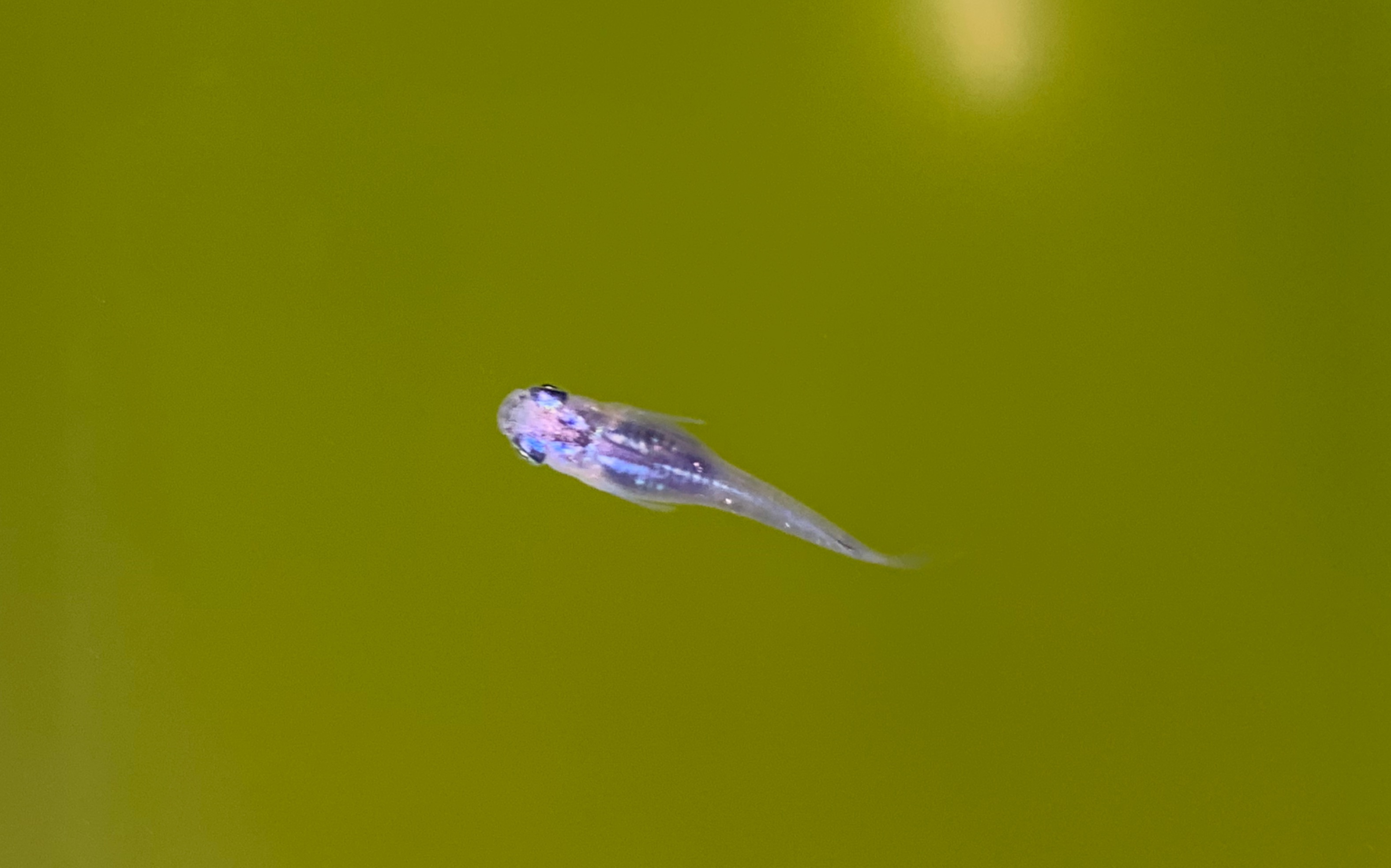 观背青鳉day208才发现我们天选之子是女孩子呢