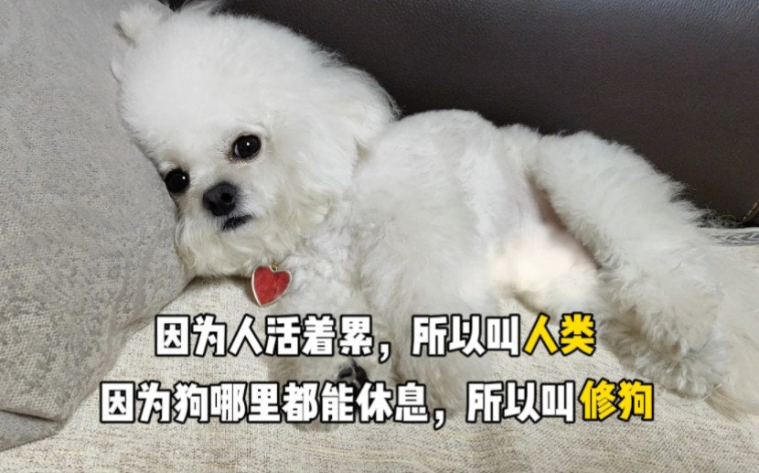 因为人活着累所以叫人类