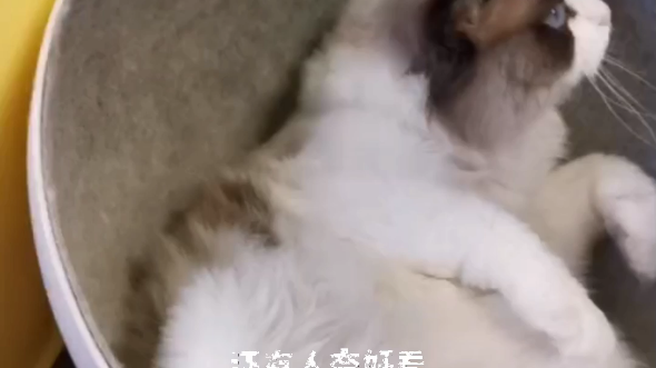 [图]摆烂布偶猫