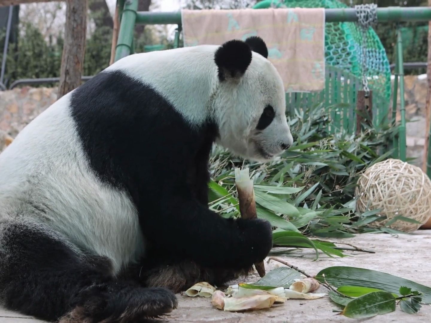 古古腊八节吃播享受美味,晒晒小被子,准备迎接新年的到来