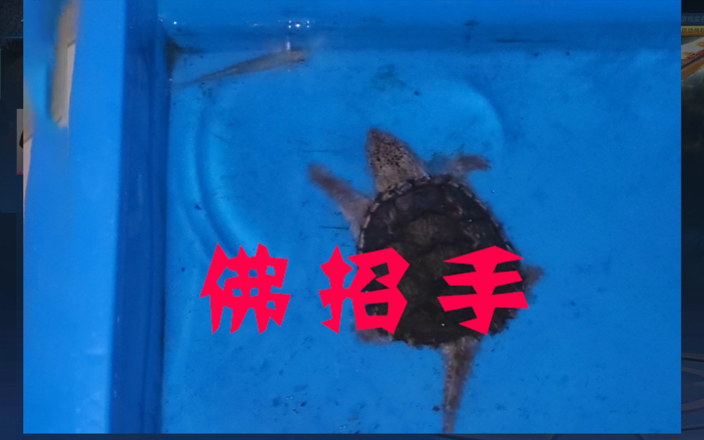 活动作品《佛招手》