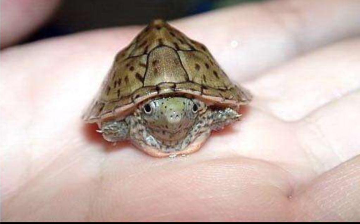龟苗繁殖〗2019年的龟宝宝们,可爱不?