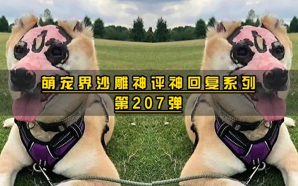 [图]萌宠界沙雕神评神回复系列 第207弹