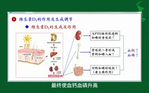 Download Video: #维生素D3的作用及其生成调节#内分泌#人体生理学#医学知识科普#每天学习一点点