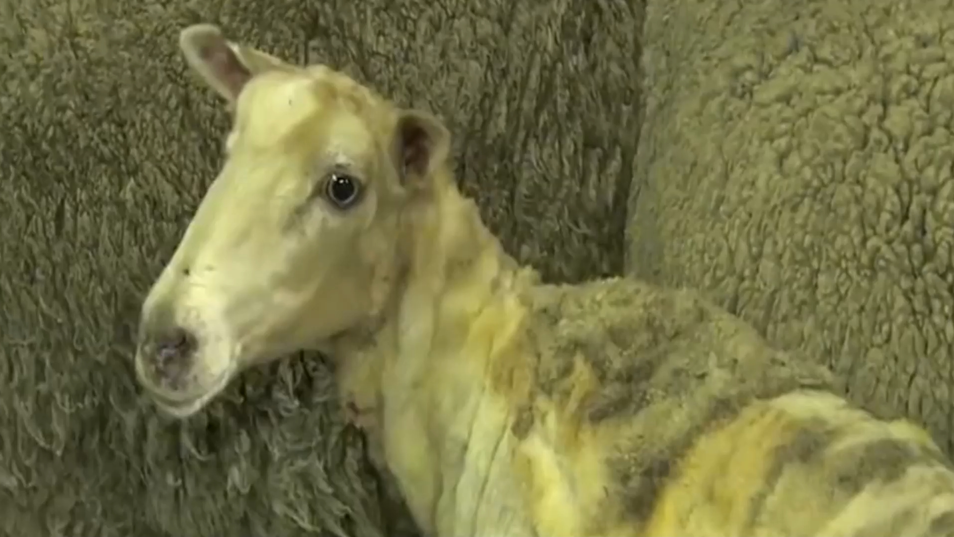 壁纸 动物 狗 狗狗 1920_1080