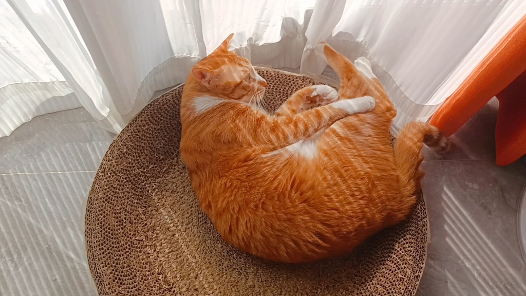 晒太阳的橘猫,看着它就觉得暖洋洋的