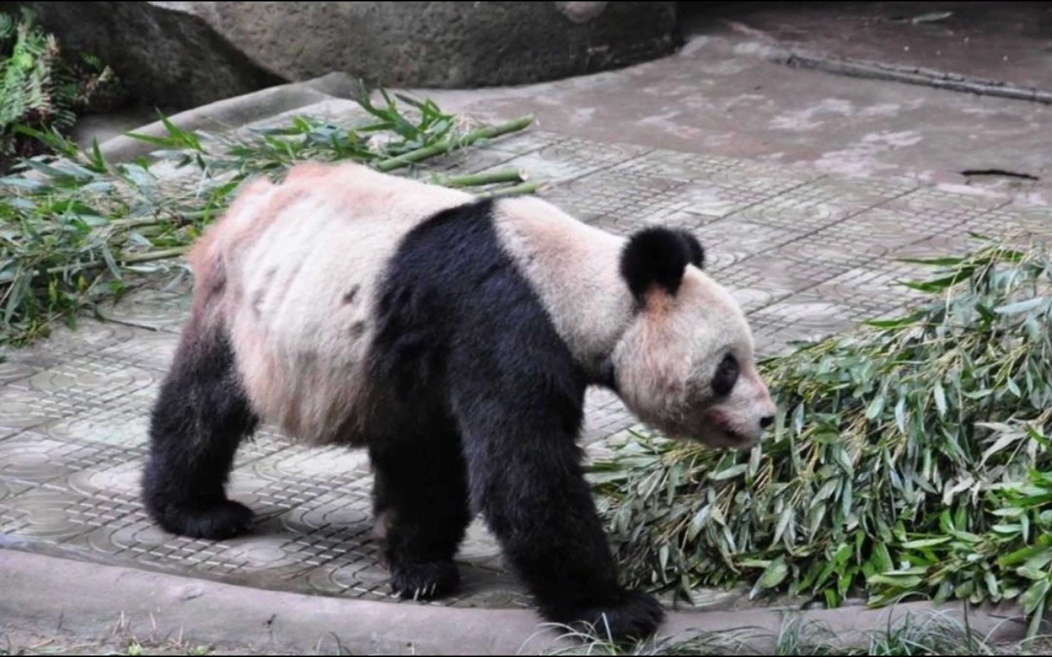 大熊猫"灵灵"于今年9月2日因肝硬化,导致多器官功能衰竭而死亡
