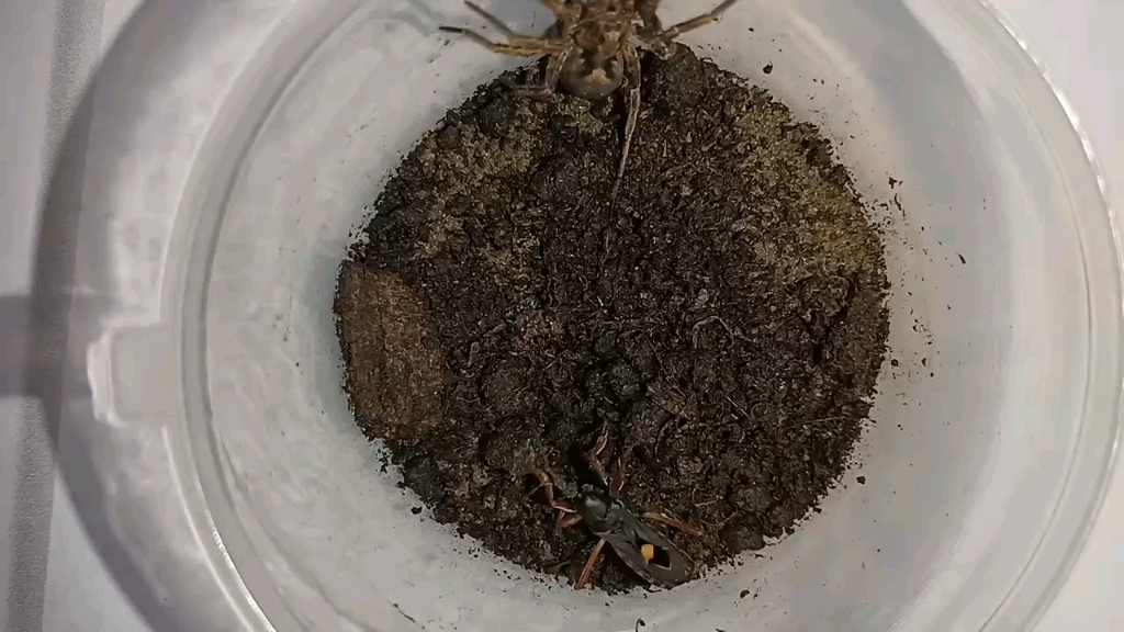 哎猎蝽捕食黑腹狼蛛