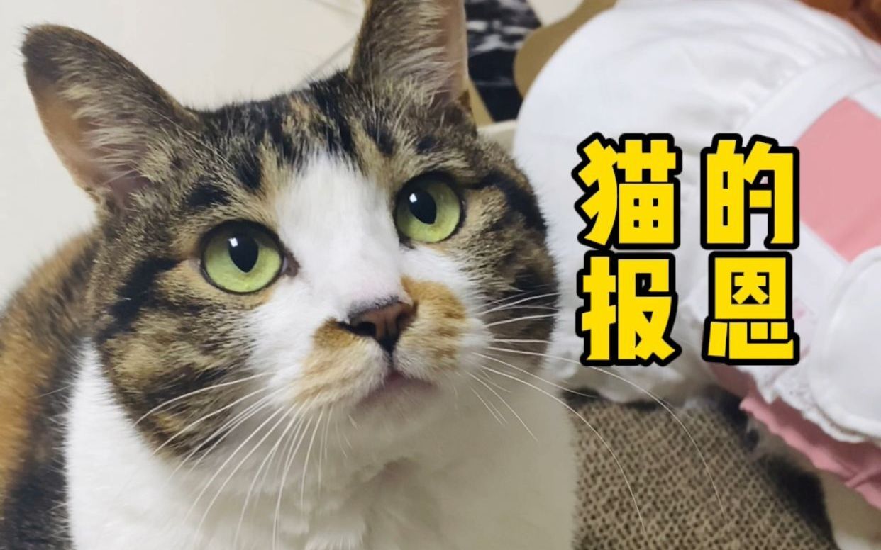 [图]叛逆6年的猫良心发现，竟做出如此暖心举动！