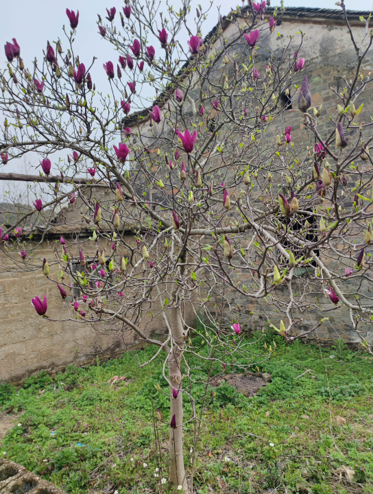 开红色的花广玉兰少见哦