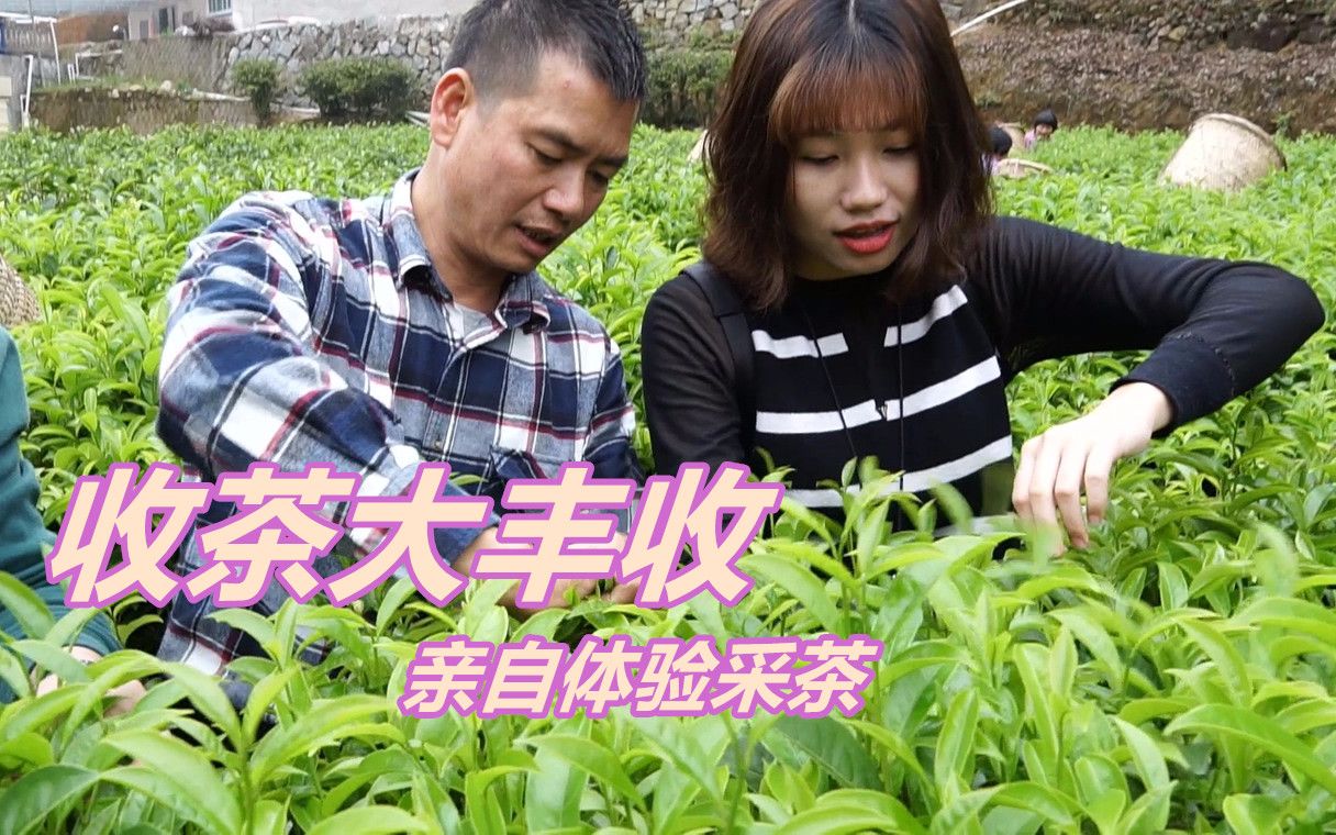 潮汕功夫茶采茶、制茶全过程:70后农村大叔手把手教你,原来这么复杂!哔哩哔哩bilibili